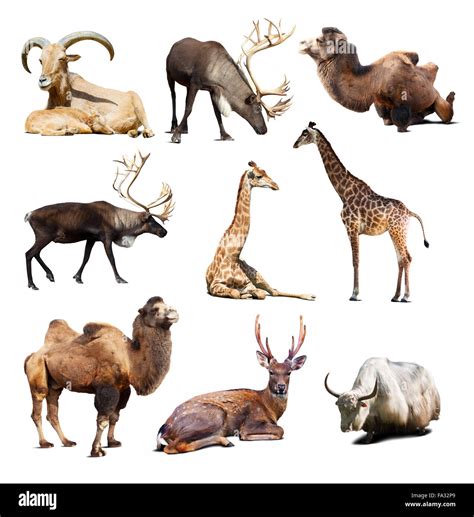 Set Of Artiodactyla Mammal Animals Nine Different Animals Over White
