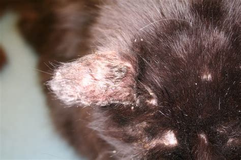 Cat With Ringworm Dermatophytosis Cat Skin Problems Cat Skin Cats The