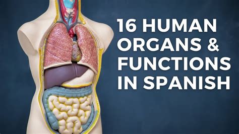 16 Human Organs And Functions In Spanish Youtube