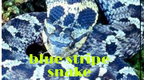 Blue Stripe Snake Youtube