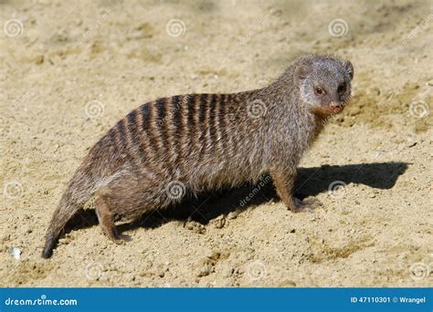 Banded Mongoose Stock Image Image Of Animal Carnivorans 47110301