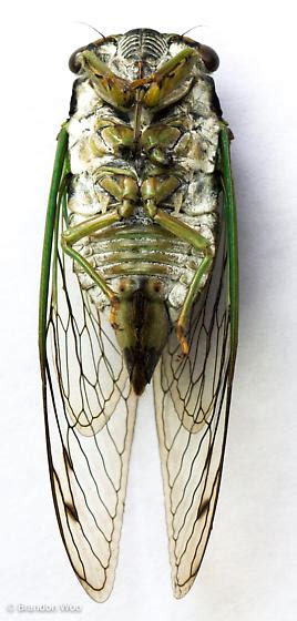 Neotibicen Tibicen Bugguidenet