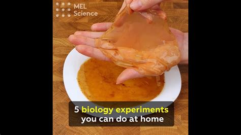 5 Biology Experiments You Can Do At Home Youtube