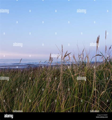 Seaside With Blue Sky And Grasses Hi Res Stock Photography And Images