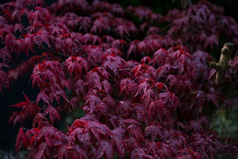 Leaf Red Leafed Plants With Dew Plant Image Free Photo