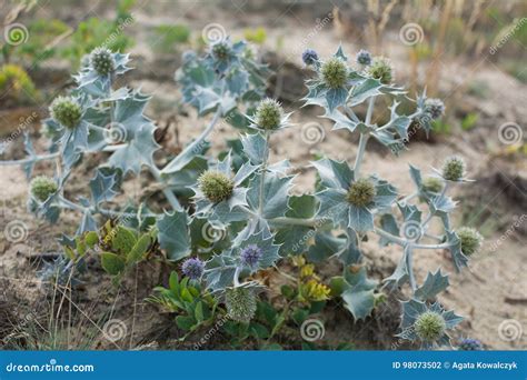 Sea Holly On A Sandy Dune Stock Photo Image Of Natural 98073502