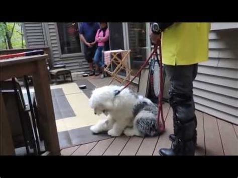 Easily stop aggressive puppy behavior like puppy biting, puppy nipping, and puppy barking before he is very aggressive over me when another puppy comes … stop husky puppy aggression my food aggressive puppy i have a 7 month dog and only recently he has started to get aggressive. Fix Puppy Food Aggression - DOG INTERVENTION Dog Whisperer ...