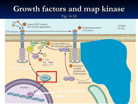 Growth Factors And Map Kinase Fig 14 18 L 