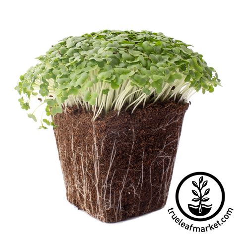 Green Wave Mustard Microgreens Seeds Mustard Micro Greens Seeds