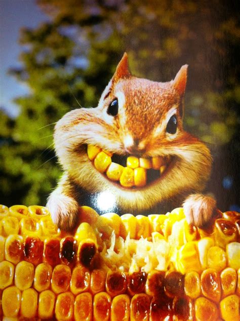 Chipmunk Corn Smile