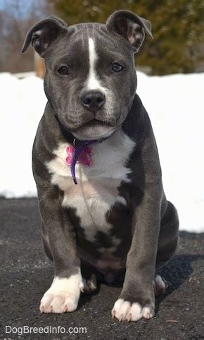She's not nursing and it looks like breathing is happening but … read more. Raising a Puppy: Mia the American Bully 12 weeks old
