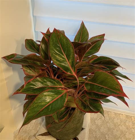 Photo Of The Entire Plant Of Chinese Evergreen Aglaonema Sapphire