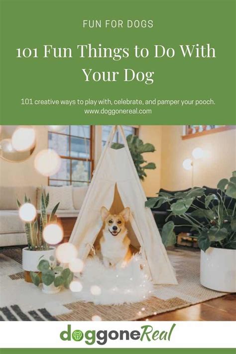 101 Fun Things To Do With Your Dog Fun Things To Do Your Dog Dog