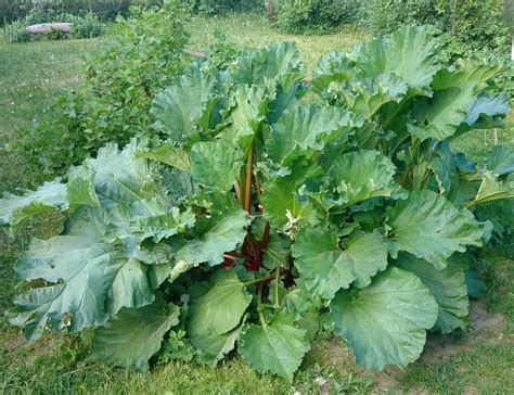 Rhubarb Leaves Top Tips And Facts On Everything