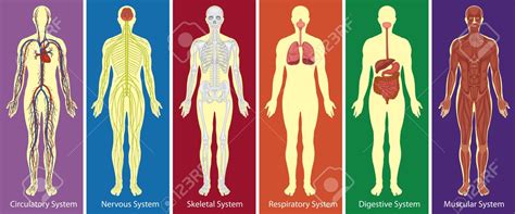 Sistemas Del Cuerpo Humano Concepto Y Caracteristicas Images