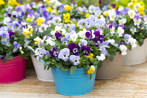 Pansy Pansies Flowers Hardy Flowers Flowers For Beginners
