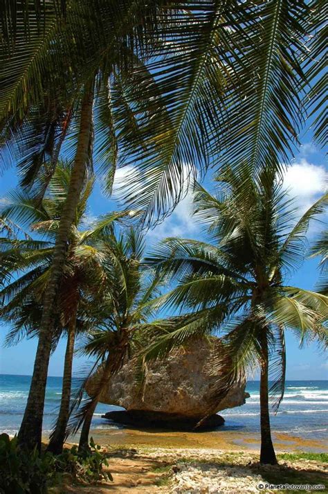 Barbados Rock Hidden By Palm Trees Photo By Mladenb Barbados