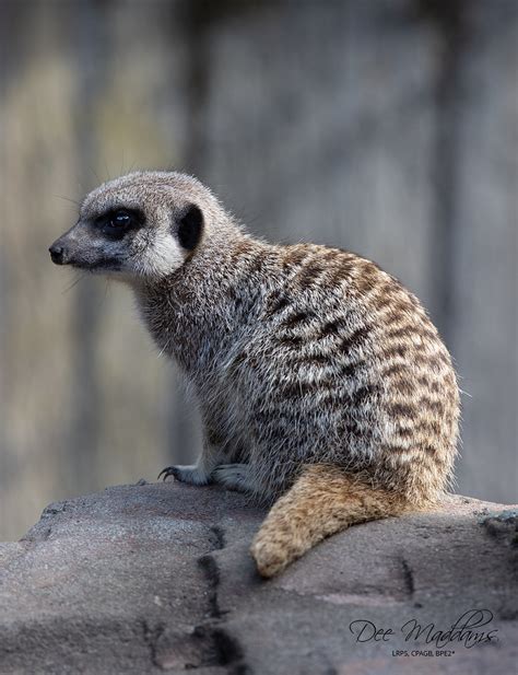 Meerkat Exmoor Zoo Neptunophotography Flickr