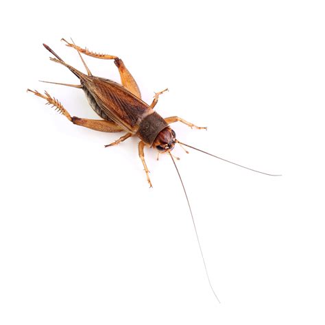 A dauber is a term used for a somewhat reckless painter. Pest Control San Antonio , pest control san antonio