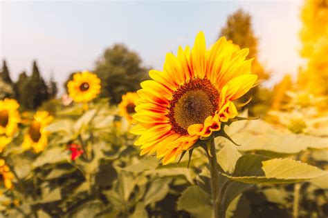 Sunflower Field At Sunset · Free Stock Photos