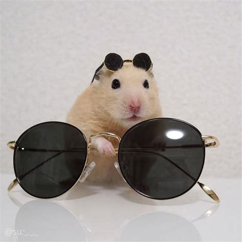 Hamster With Sunglasses Sunglasses Glasses Fashion Cute Sunglasses