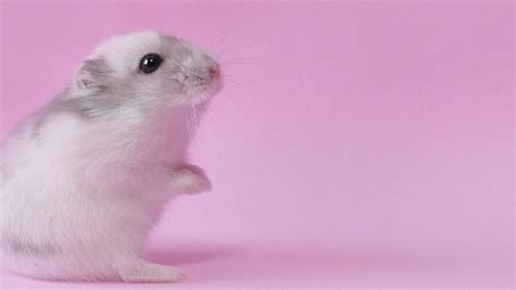 Iphone X 4k Wallpaperscute Hamsters On Pink Background