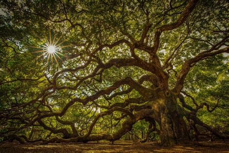 Angel Oak Tree Photograph For Sale As Fine Art Angel Oak Trees Angel