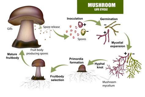 A Detailed Explanation Of The Mushroom Life Cycle Grocycle