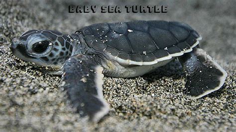 20 Of The Beautiful And Cute Baby Sea Turtle Pictures