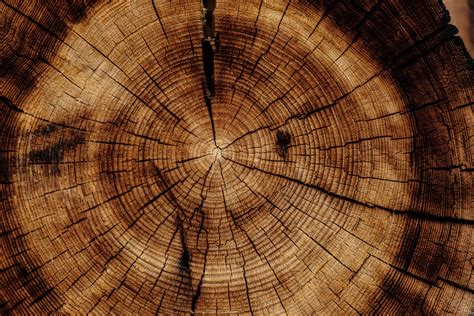 Round Brown Stump Trunk Tree Texture Hd Wallpaper Wallpaper Flare
