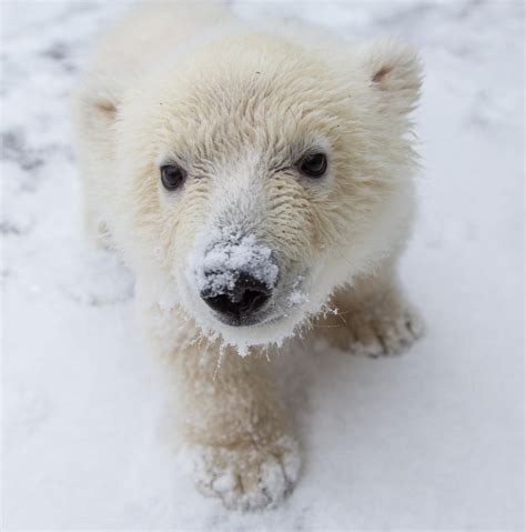 Wallpaper Cute Baby Polar Bear Bekonang Wall