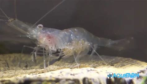 How To Identify Fertilized Ghost Shrimp Eggs 4 Things To Look