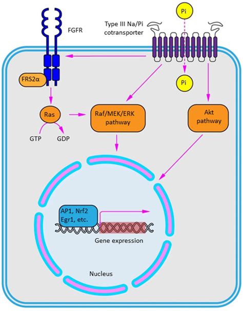 Possible Signal Transduction Pathway Triggered By Extracellular Pi In