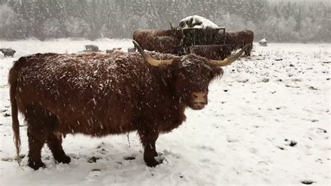 Scottish Highland Cattle In Finland Suddenly Snow 20th Of November