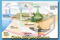U3 ECOSISTEMAS Ciclos Biogeoquímicos