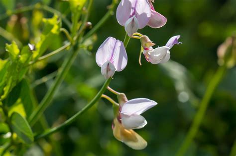 Plant Of The Month Wild Sweet Pea