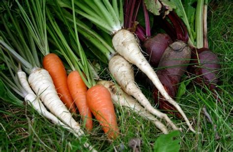 17 Tips For Growing Harvesting And Storing Root