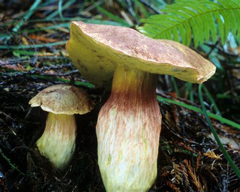 California Fungi Boletus Smithii