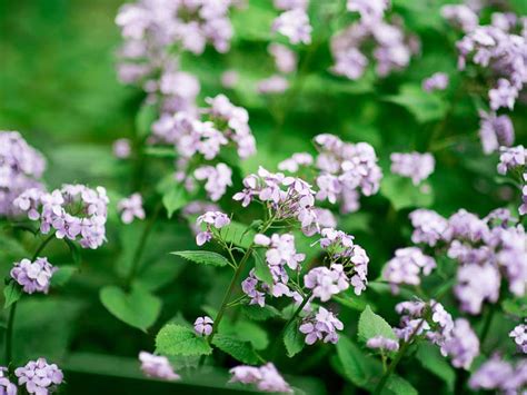 Scented Plants Flowers And Shrubs For A Sunny Garden Saga