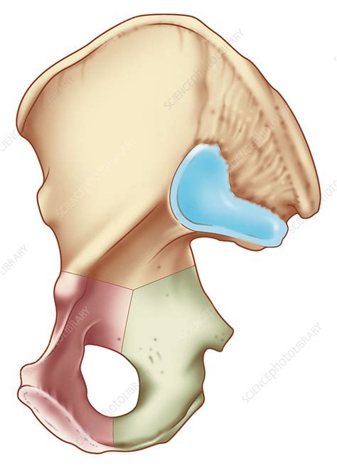 Pelvis And Hip Anatomy Artwork Stock Image C0107091 Science