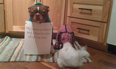 Dog Shamed Boston Terrier Dog Shaming Boston Terrier Dog Dog