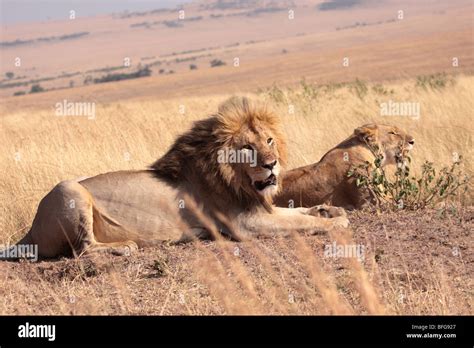 Pair Of African Lions Panthera Leo In Masai Mara Kenya Stock Photo Alamy