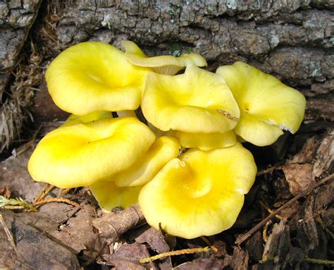 Dont Risk It The Dangers Of Eating Yellow Mushrooms On Oak Tree Bases