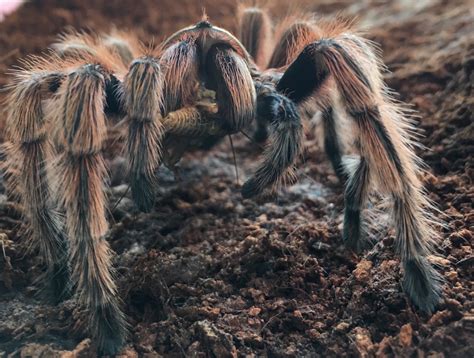 Spiders Eat As Much Meat As All Humans Combined—no Matter How You Parse