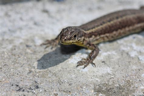 Small Lizard 1 Free Photo Download Freeimages
