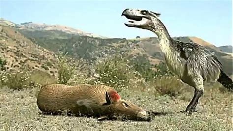 Prehistoric Predators Terror Bird National Geographic Documentary
