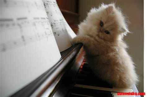 Cat Playing Piano Cute Cats Hq Pictures Of Cute Cats