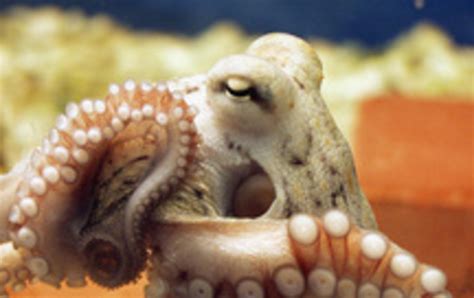 Krake Octopodoidea