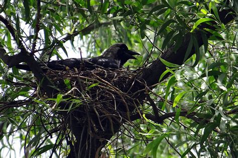 Free Photo Crow Bird Indian House Crow Corvus Splendens Greynecked