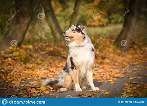 Crazy Australian Shepherd Is Catching Leaves In Air Stock Photo